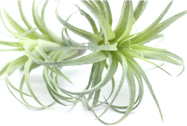 2PCS Faux Succulents Artificial Flocking Tillandsia Air Plants Bromeliads for Home Decor, Garden, Office, Terrarium
