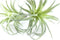 2PCS Faux Succulents Artificial Flocking Tillandsia Air Plants Bromeliads for Home Decor, Garden, Office, Terrarium