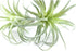 2PCS Faux Succulents Artificial Flocking Tillandsia Air Plants Bromeliads for Home Decor, Garden, Office, Terrarium