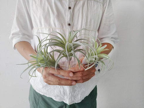 Artificial Air Plants, Faux Succulents Unpotted, Small Tillandsia Look Real in Flocked Green, Premium Crafting DIY