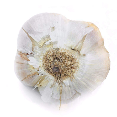 4 Bulbs pcs Kejora Fresh Elephant Garlic