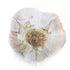 4 Bulbs pcs Kejora Fresh Elephant Garlic