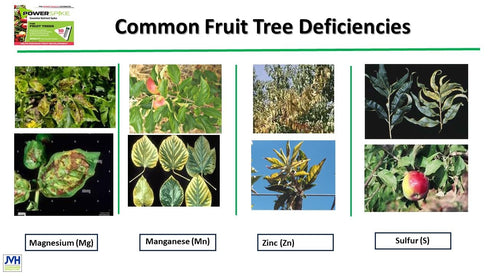 Power Spike Common (10 3.2 Lbs) for Fruit Trees. Essential Nutrient Spike formulated to Feed All Types of Fruit Trees