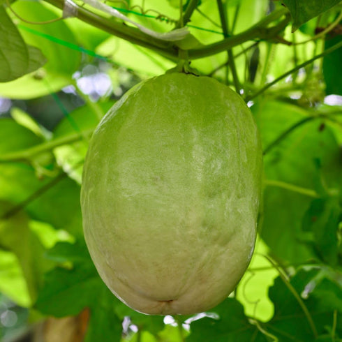 (4 Pack) Passion Fruit Giant Granadilla Live for Sale | Easy to Grow Plants | Edible Fruit Plant for Sustainable Living