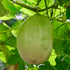 (4 Pack) Passion Fruit Giant Granadilla Live for Sale | Easy to Grow Plants | Edible Fruit Plant for Sustainable Living