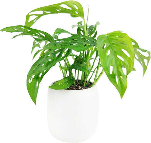 (4" Monstera Adansonii 'Swiss Cheese' Minimalist Pot w. Saucer) - Air-Purifying Houseplant with White Flowers - Live