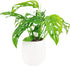 (4" Monstera Adansonii 'Swiss Cheese' Minimalist Pot w. Saucer) - Air-Purifying Houseplant with White Flowers - Live