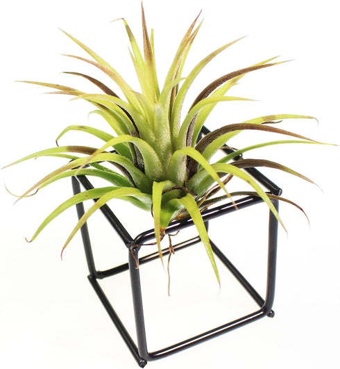 6 ZOOELAY Small Air Plant Holders Stand Black Airplants Rack Planters Metal Air Fern Plant Display Cage Geometric