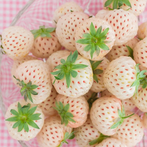 Votaniki #1 (20 Pack) Pineberry White Strawberry - Perennial Strawberry Grade Bare Root Ready to Plant | Edible