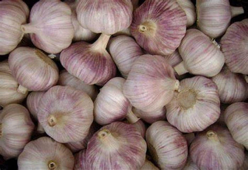 Bulbs Bulbs, 12 Bulbs, Garlic Whole, Early Purple Italian Garlic This Garlic is Ready for Eating or Planting, Cool