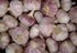 Bulbs Bulbs, 12 Bulbs, Garlic Whole, Early Purple Italian Garlic This Garlic is Ready for Eating or Planting, Cool