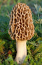 Nature's Treasures TRUE morel mushroom grow kit grow morel mushrooms at home and garden
