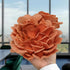 10 Forest Origins Pink Oyster Mushroom Grow Kit, Beginner Friendly & Easy to Use, Grows in Days | Handmade