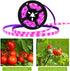 2835 IP66 Plant Grow Light Strip SMD Waterproof Full Spectrum LED Light for Indoor Plants, Greenhouse, Aquarium