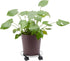 10.6 Pack 4, 360-Degree Bright Creations Plant Stand with Wheels - in Diameter, Black, of Modern - Metal Rolling Plant