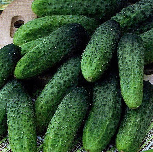 NIKA SEEDS 45 20 Seeds Vegetable Cucumber Titus Heirloom for Pickling Days - Seeds