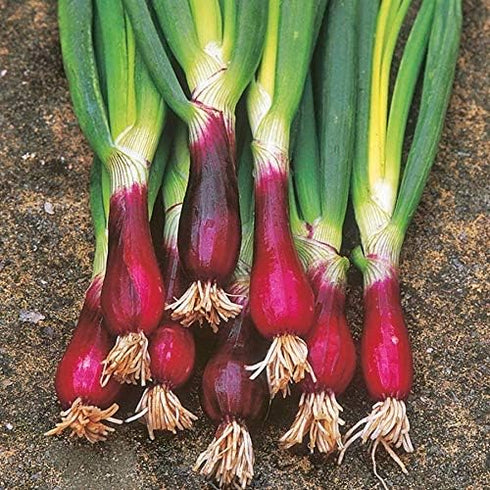 NIKA SEEDS Seeds Vegetable Welsh Onion Red - 300 Seeds