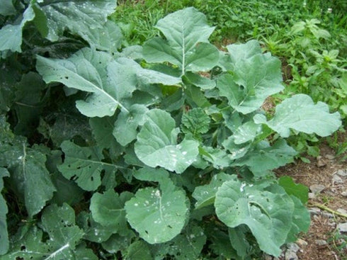 Dwarf Essex Rape Seed Tasting(1000 A Cross Between a Turnip and a Kale - Great - Seeds)