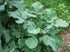 Dwarf Essex Rape Seed Tasting(1000 A Cross Between a Turnip and a Kale - Great - Seeds)