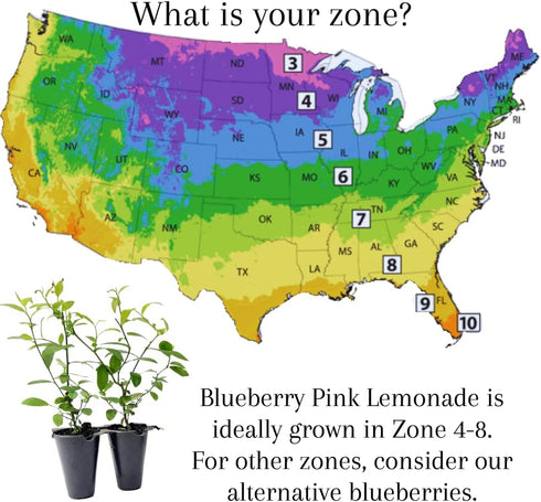 (4 Pack) Pink Lemonade Blueberry Bushes Live Plants for Planting, Unique Pink Berries, Sweet Flavor, High-Yielding
