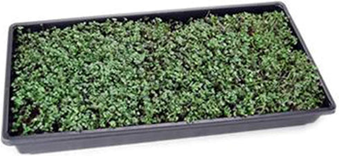 1 LB Bulk Salad Mix Microgreens Seeds Non-GMO Blend of Broccoli, Kale, Kohlrabi, Cabbage & Arugula High-Germination