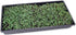 1 LB Bulk Salad Mix Microgreens Seeds Non-GMO Blend of Broccoli, Kale, Kohlrabi, Cabbage & Arugula High-Germination