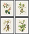 Bestbuddy Set of 4 Unframed Robin Birds Botanical Prints - Antique Tropical Birds Flowers Illustration Wall Art
