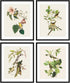 Bestbuddy Set of 4 Unframed Robin Birds Botanical Prints - Antique Tropical Birds Flowers Illustration Wall Art