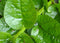 Malabar Spinach Mixed -Fresh Seeds- Both Varieties RED & Green Delicious(50 - Seeds)