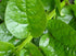 Malabar Spinach Mixed -Fresh Seeds- Both Varieties RED & Green Delicious(50 - Seeds)