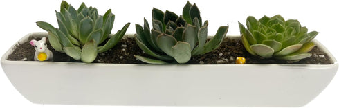 White Succulent Planter Pot Set of 2 - 11.1x2.36x1.77 Inch Long Rectangular Modern Ceramic with Saucer for Office