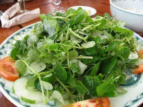 The Lucky Stars 5000 Crab Claw Seeds - Rau Cang Cua - Herb Peperomia Pellucida Pansit Pansitan Shiny Bush | Non GMO |