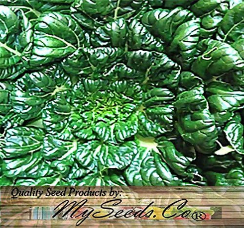 Pack (5,000) Pack Big - Tat SOI Tatsoi Tah Tsai Spinach Seed - Chinese Vegetable - Non-GMO Seeds by MySeeds.Co (Big