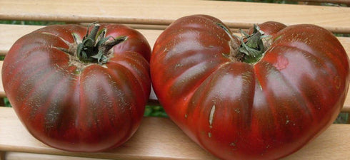 SEEDS4PLANTING Seeds Tomato Black Prince Giant Heirloom Vegetable Non GMO