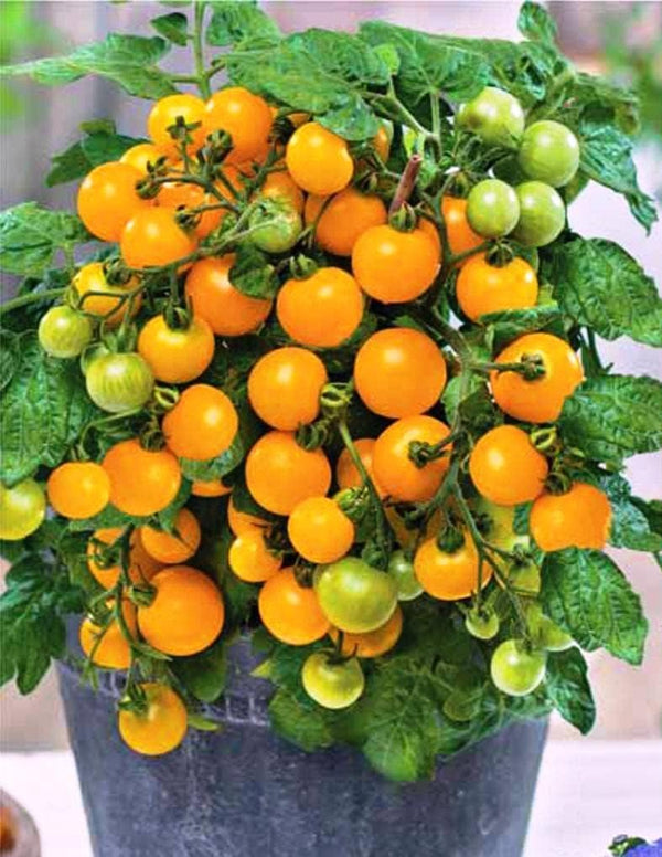 Yellow Balcony Tomato Seeds 50+ Seeds for Planting Indoors and Outdoors