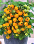 Yellow Balcony Tomato Seeds 50+ Seeds for Planting Indoors and Outdoors