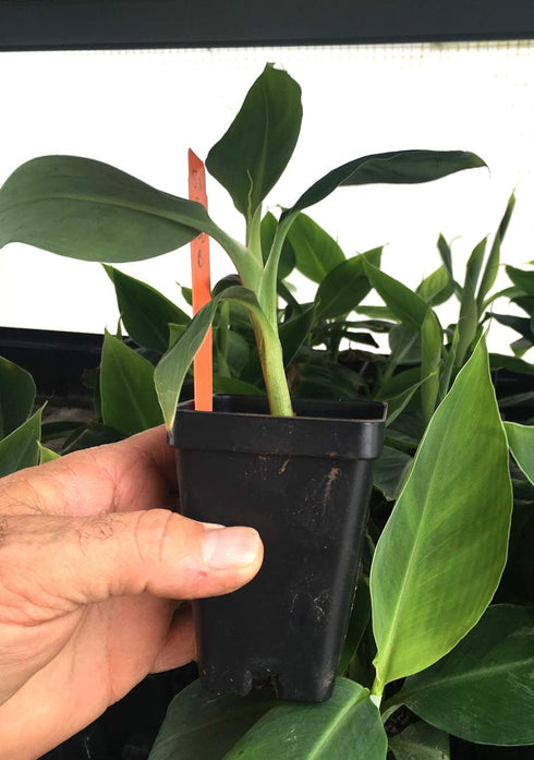 LEGENDARY-YES Grand Nain Chiquita Banana Tree - Live Dwarf Banana Plant