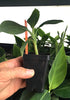 LEGENDARY-YES Grand Nain Chiquita Banana Tree - Live Dwarf Banana Plant