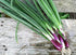 NIKA SEEDS 300 Seeds Vegetable Welsh Onion Red - Seeds