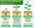 6-4-6 (3 Avocado Citrus Tree Plant Food for Outdoor/Indoor Gardening | Quick-Release Nitrogen Fertilizer | Orange