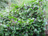 Malabar Spinach alba (200 Mixed Seeds - Red & Green - Basella Leafy Green and Red Varieties Non-GMO Open Pollinated