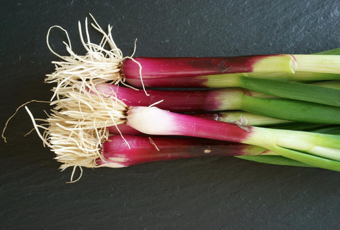 Liliana's Garden Apache Red Bunching Onion Seeds aka Red Scallion or Salad Onion | Heirloom Seeds by |