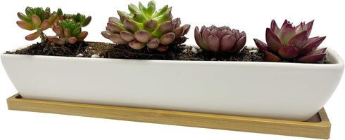 White Succulent Planter Pot Set of 2 - 11.1x2.36x1.77 Inch Long Rectangular Modern Ceramic with Saucer for Office