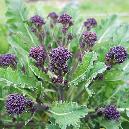 500+ Packet, 85% Purple Sprouting Broccoli Seeds, Heirloom Seeds Per (Isla's Garden Seeds), Non GMO Seeds, Botanical