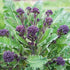 500+ Packet, 85% Purple Sprouting Broccoli Seeds, Heirloom Seeds Per (Isla's Garden Seeds), Non GMO Seeds, Botanical