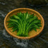 Loseedsoo 0.5 300+ Kong Xin CAI Seeds, Ounce Green Leaf Vegetable Seeds for Planting Non-GMO Choy Ong Seeds