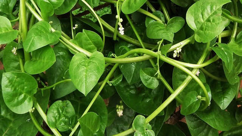 93% Gaea's Blessing Seeds - Malabar Spinach Seeds - Non-GMO Seeds with Easy to Follow Planting Instructions - Heirloom