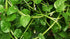 93% Gaea's Blessing Seeds - Malabar Spinach Seeds - Non-GMO Seeds with Easy to Follow Planting Instructions - Heirloom
