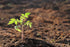100+ Delicious Tomato Seeds - Large Tomato - One of the Most Delicious Tomatoes for Home Growing, Seeds