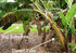 LEGENDARY-YES Grand Nain Chiquita Banana Tree - Live Dwarf Banana Plant